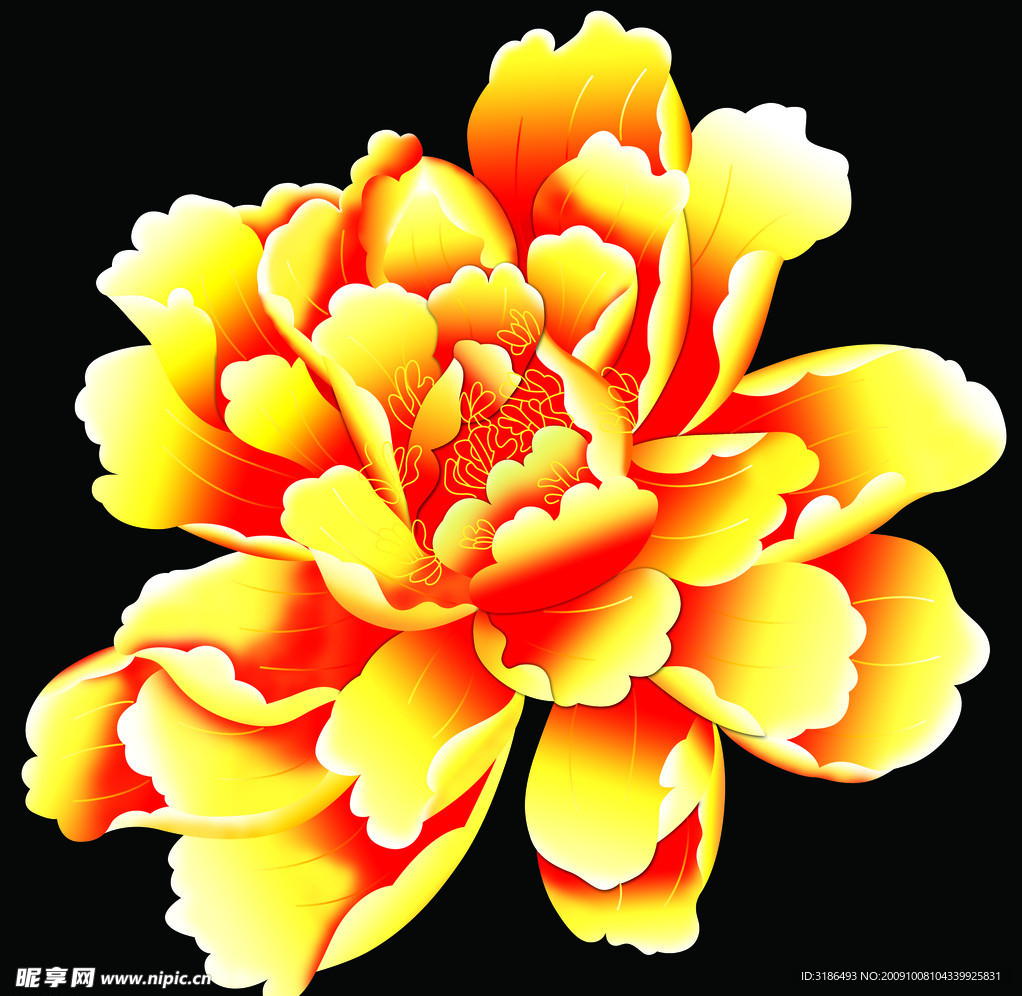 牡丹花
