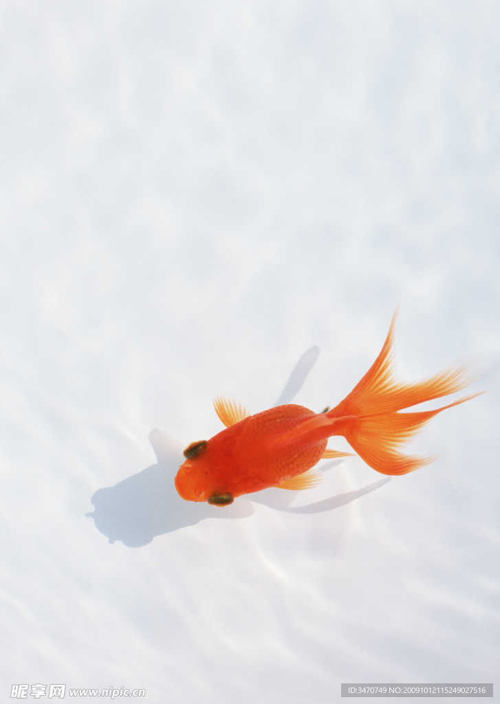 一條金魚