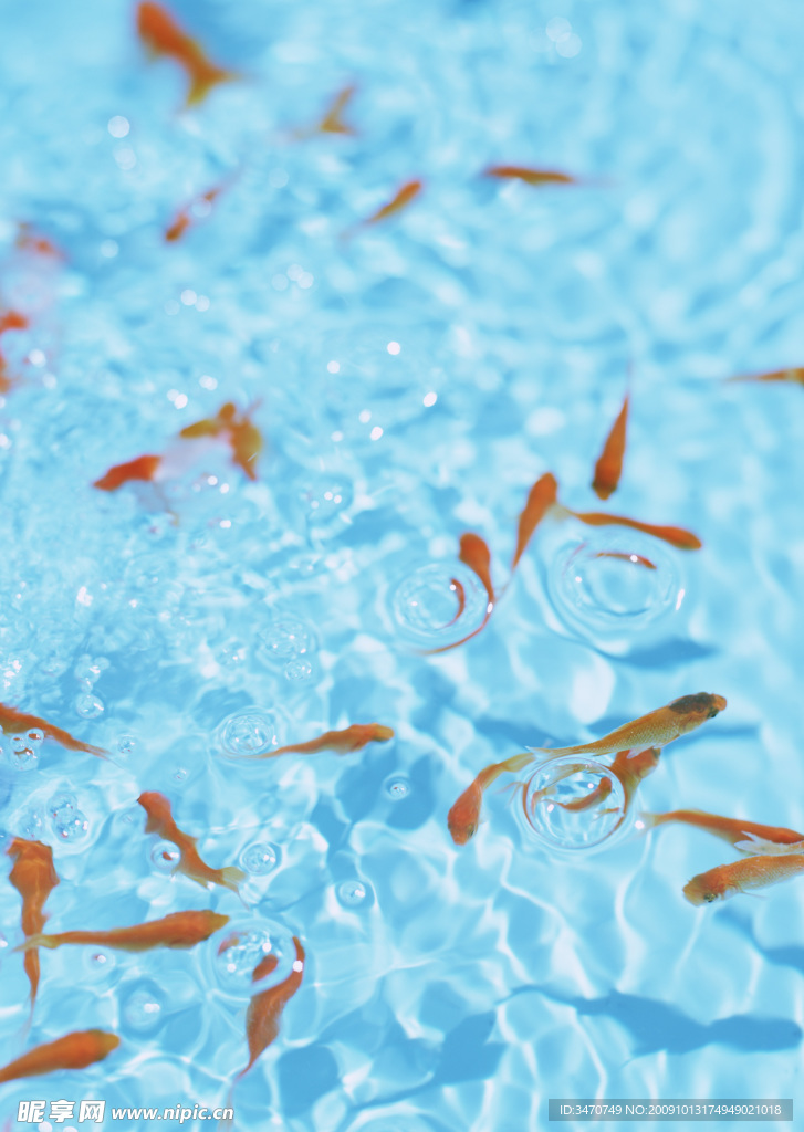 水池里的金魚