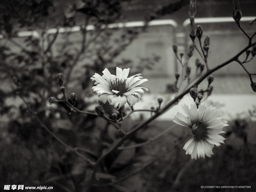 太陽花