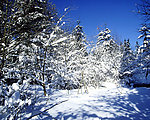 雪原美景之松树