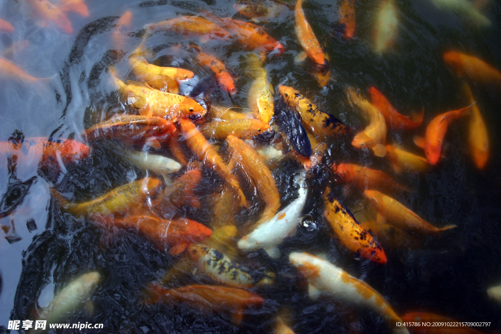 紅鯉魚