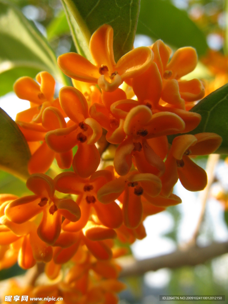 桂花