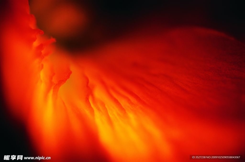 花瓣