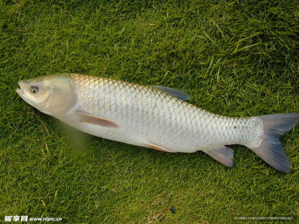 草魚圖片 魚