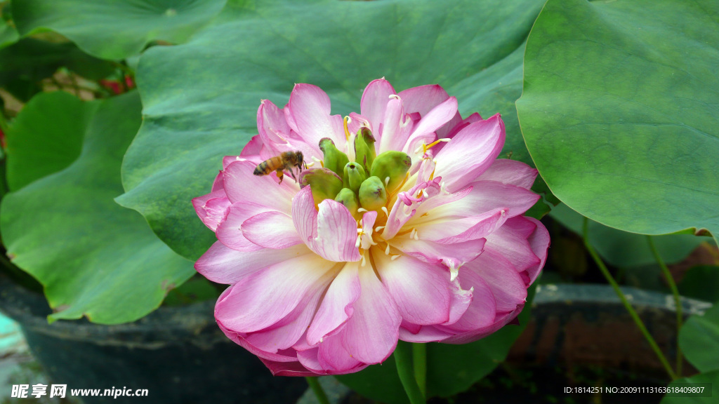 荷花
