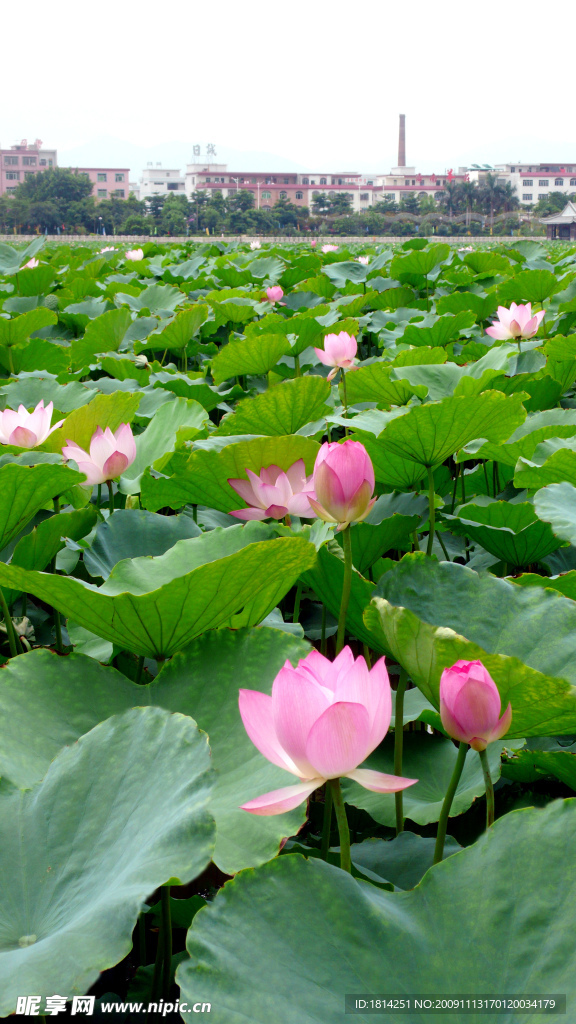 荷花