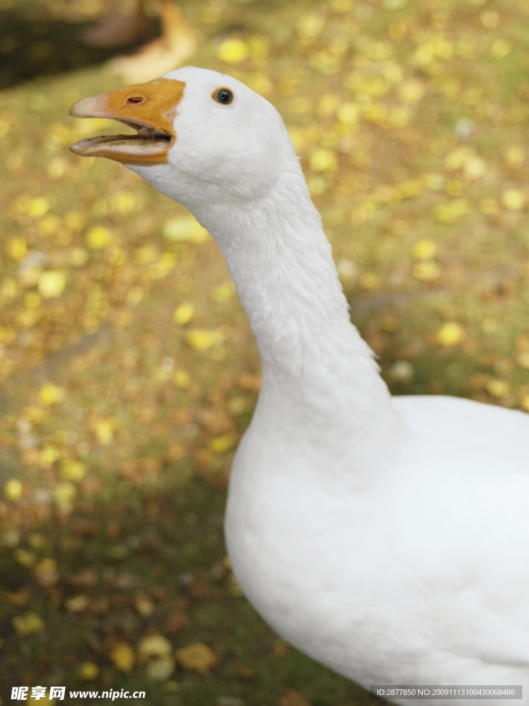 鵝特寫