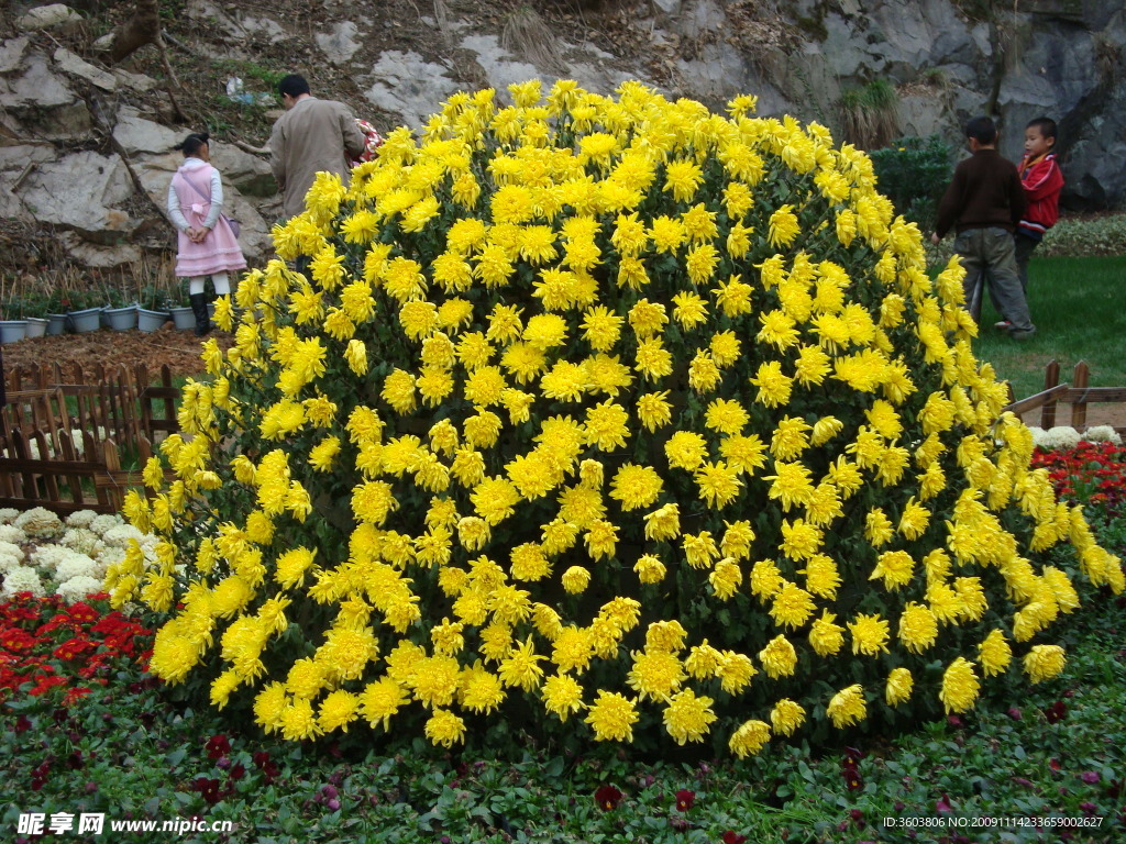鮮花2