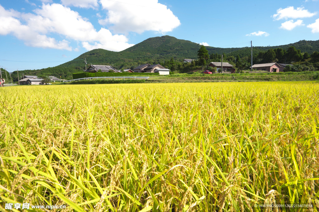 稻田