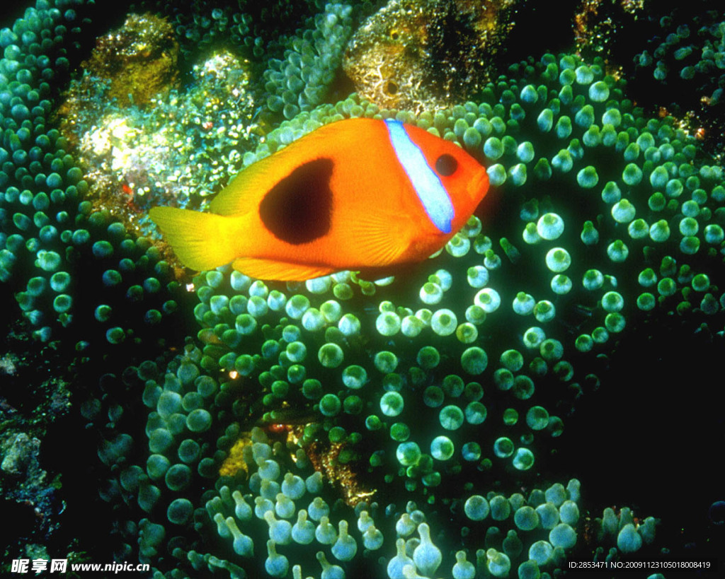 魚類