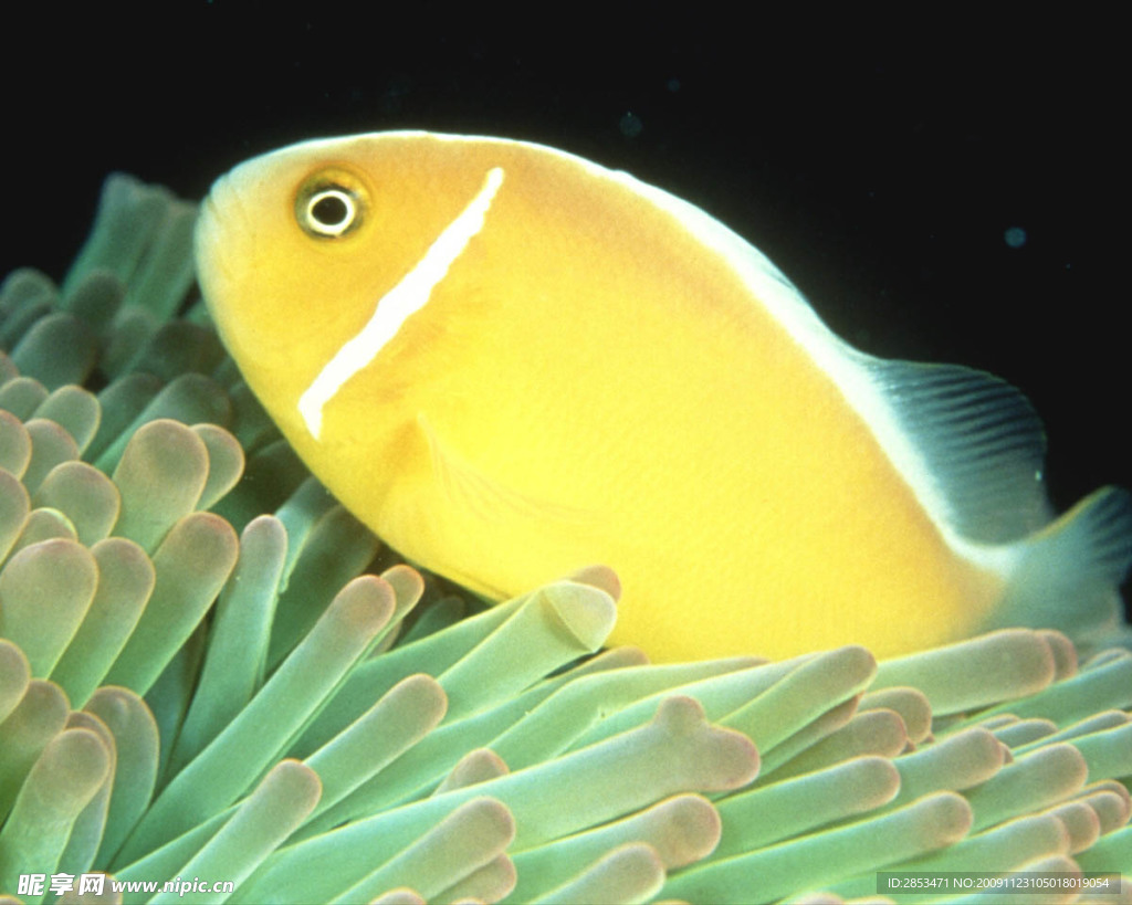 魚類