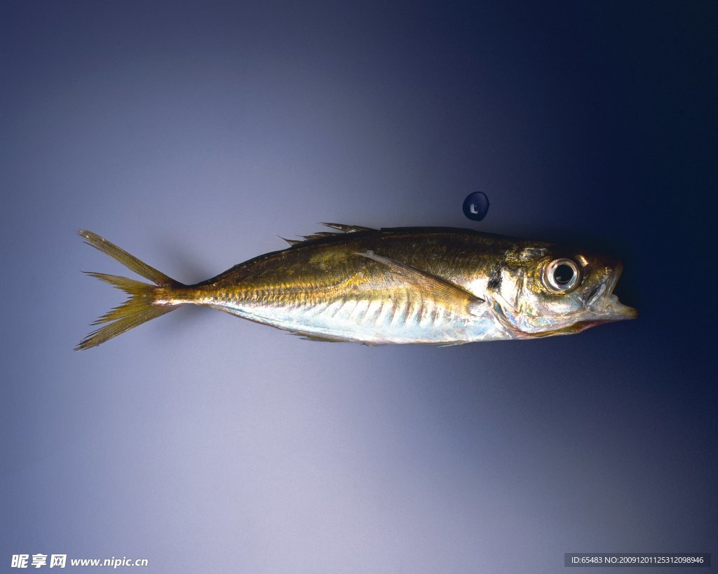 魚類