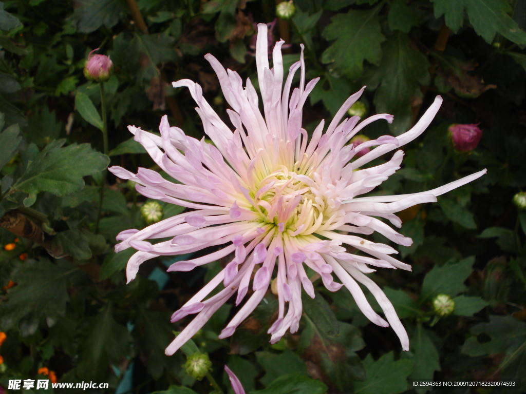 菊花