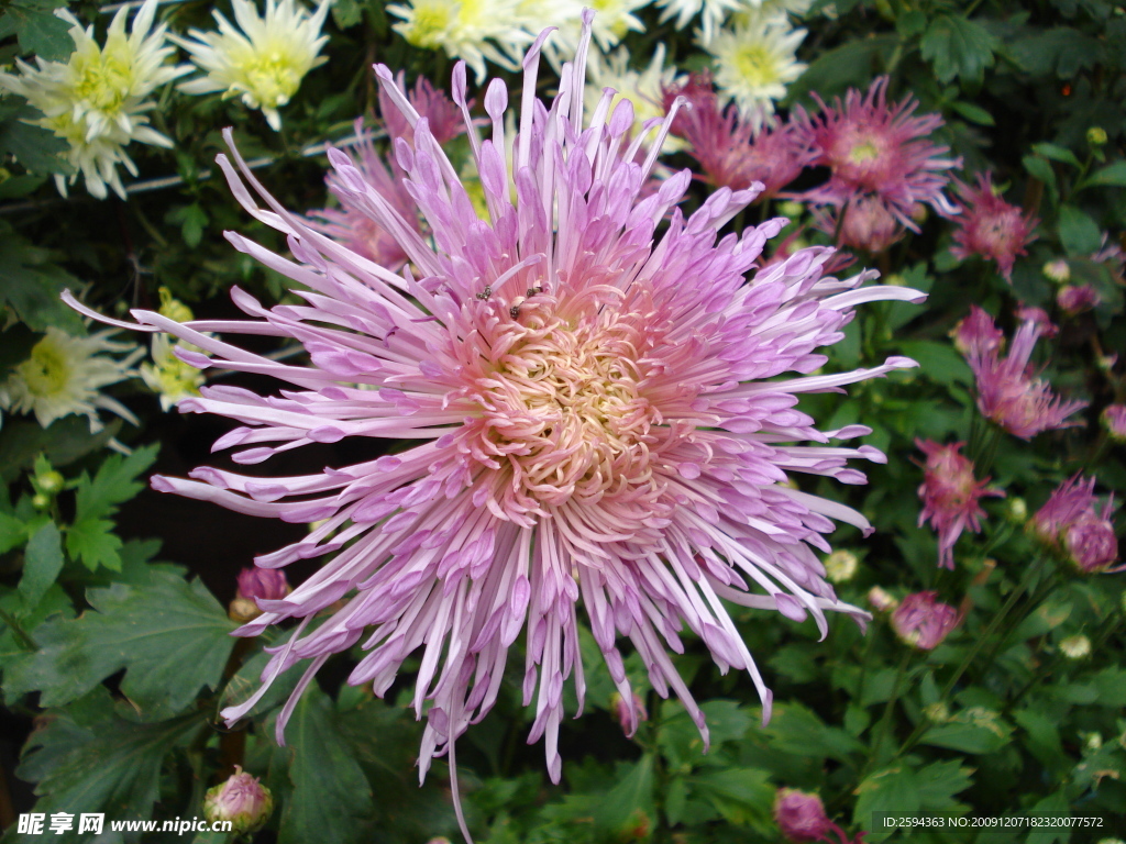 菊花
