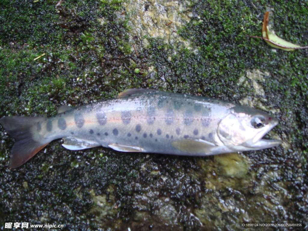 釣魚 鯽魚 鯉魚 休閑 垂釣