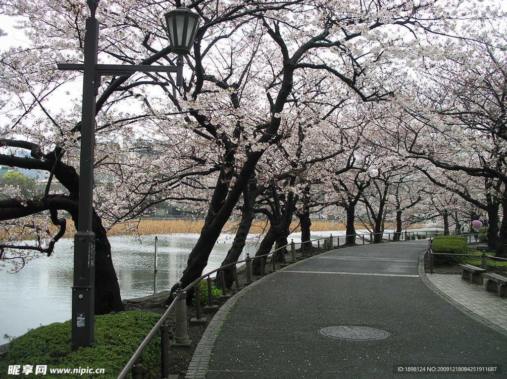 日本櫻花 自然風(fēng)景 道路 鄉(xiāng)間小路 小河