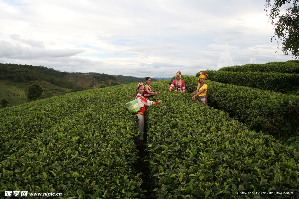 中国茶城 普洱茶 古茶树 茶园 茶山 采茶姑娘