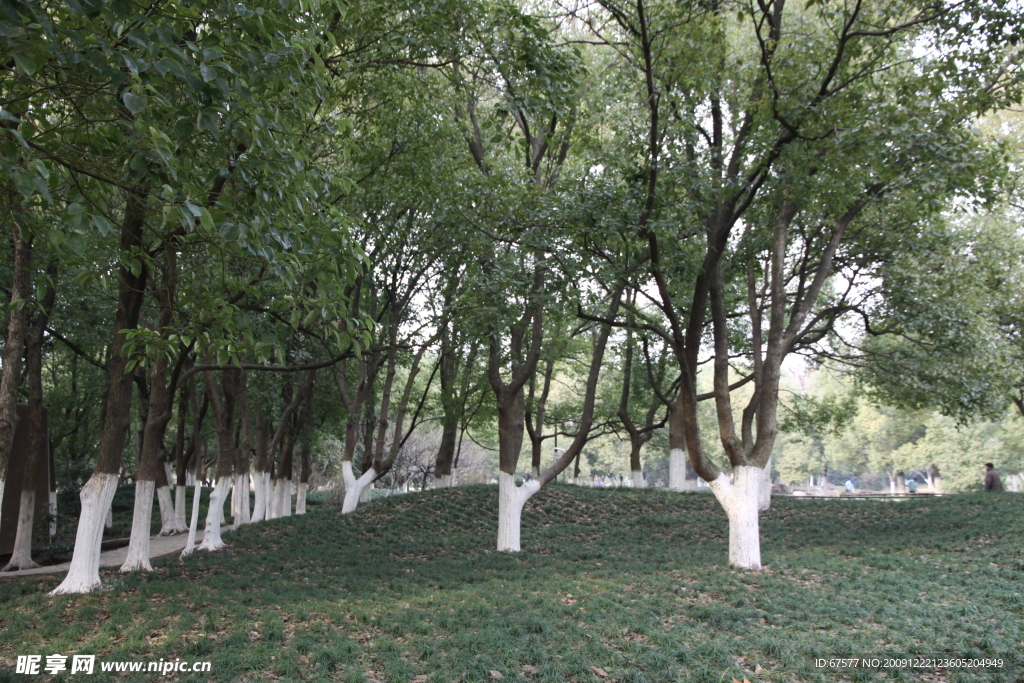 自拍的高清公園風景樹林