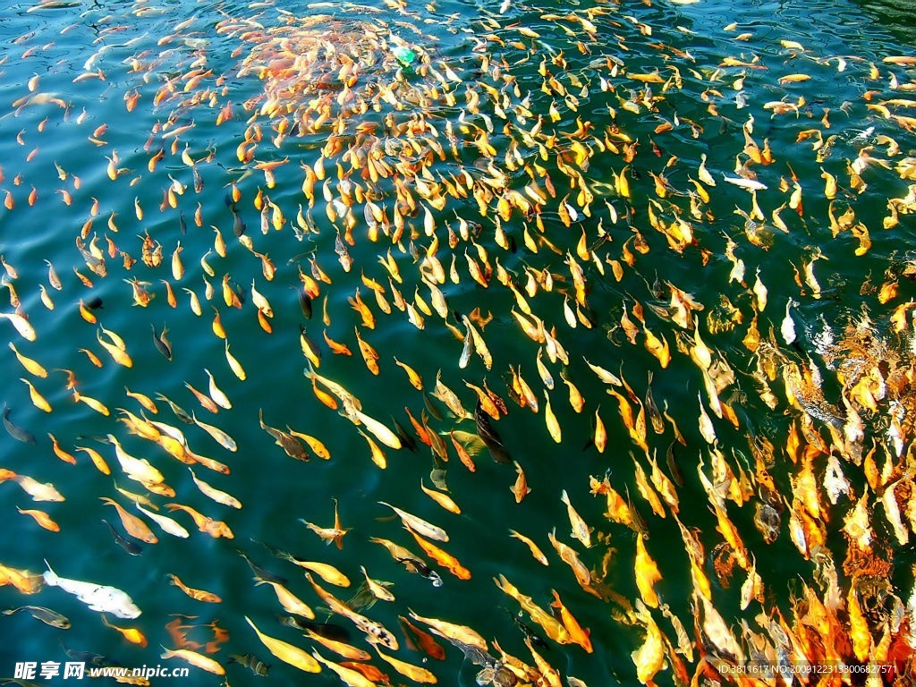 千岛湖鱼