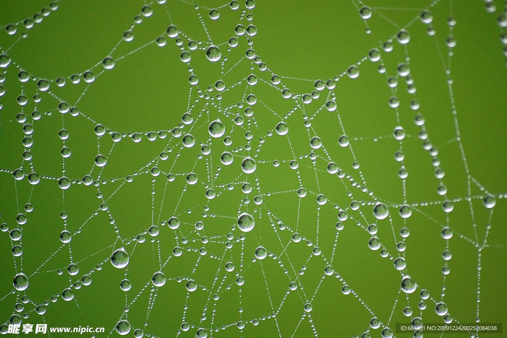 贴满水珠的蜘蛛网
