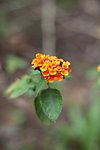 野黃花