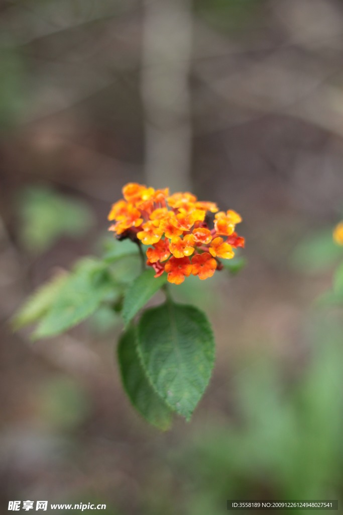 野黃花