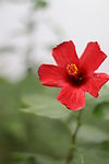 牽牛花