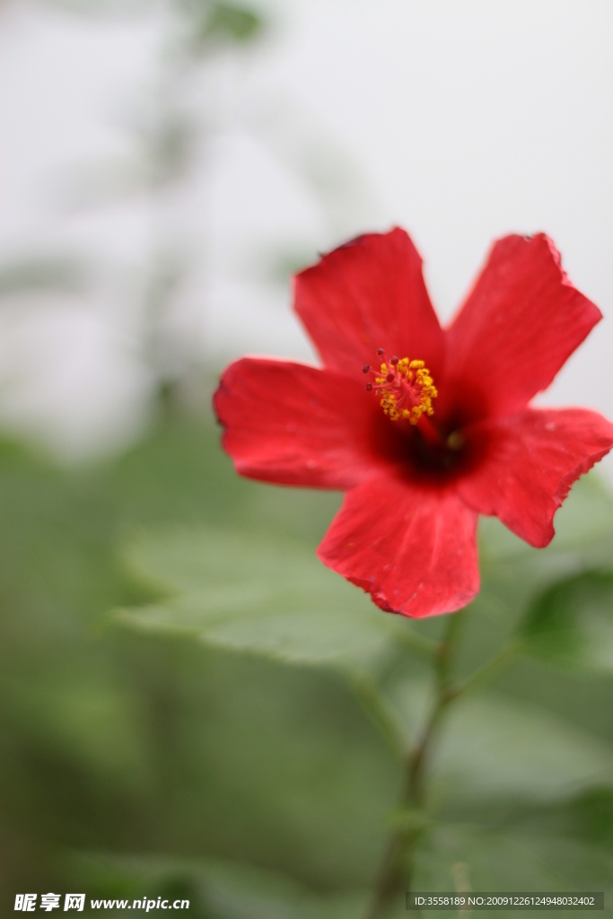 牽牛花