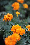 黃花