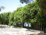 竹 树木 竹林 风景 廊