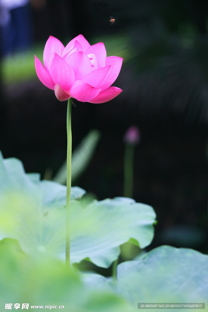 荷花009