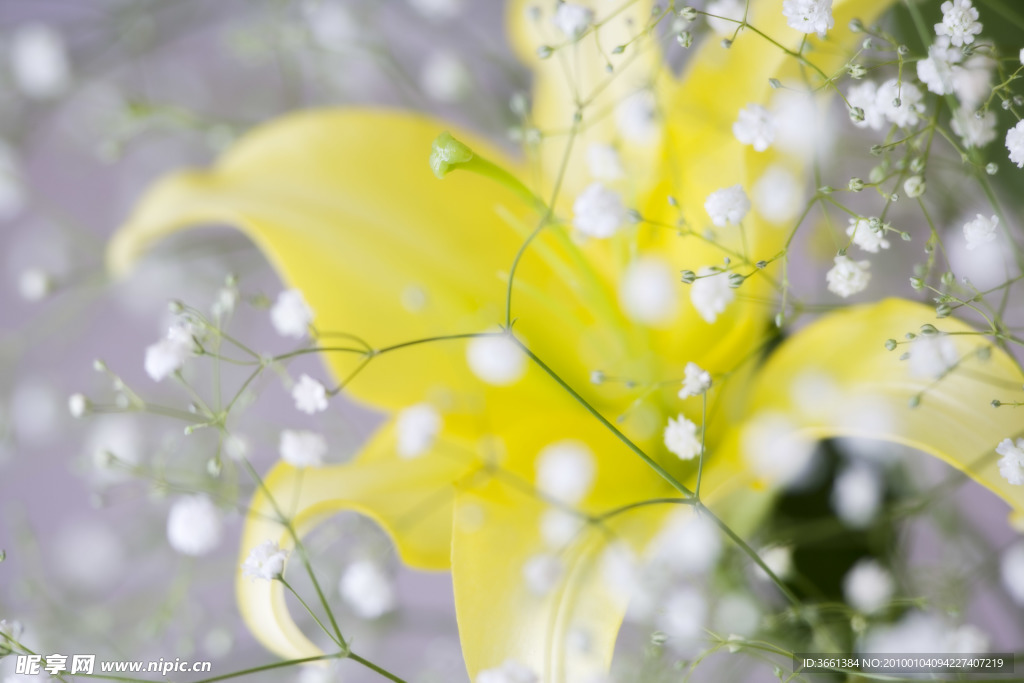 花百合