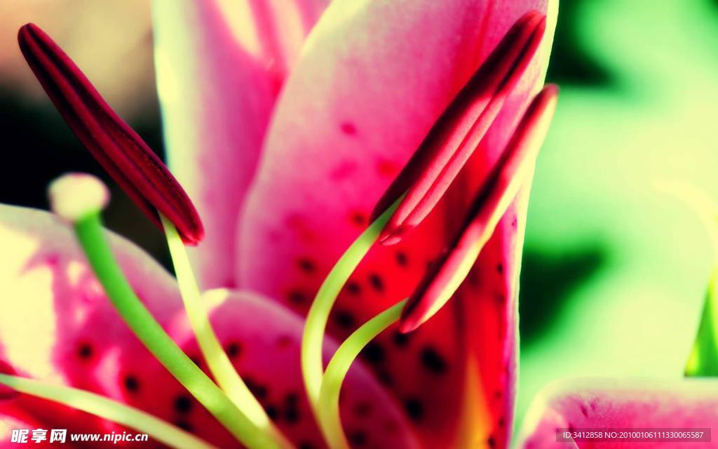 花蕊
