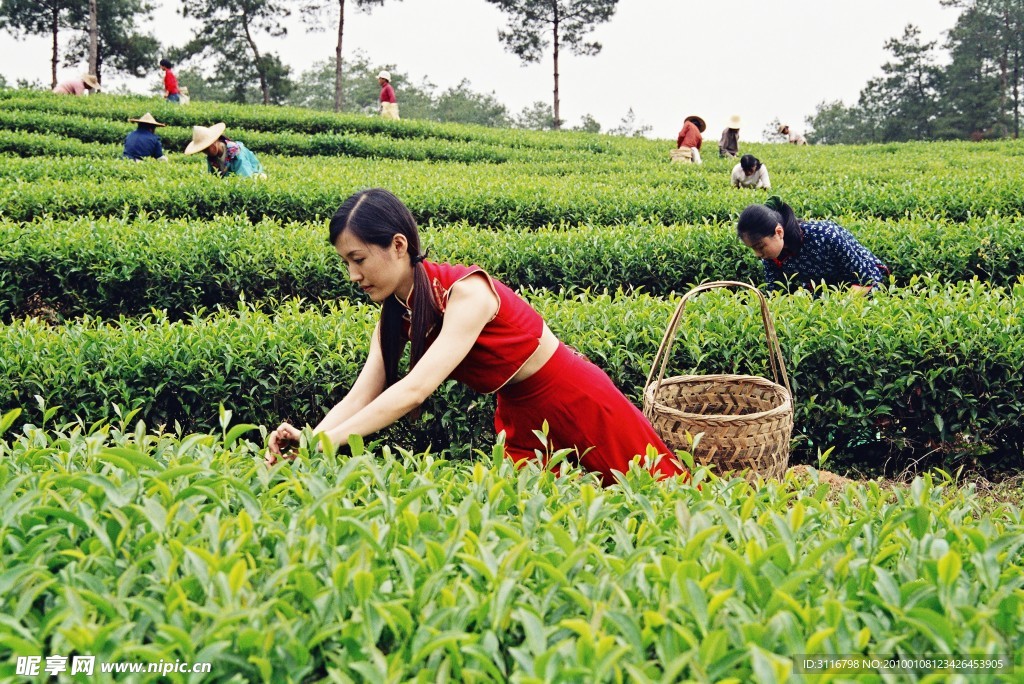 茶園采茶