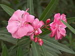 夾竹桃（紅）