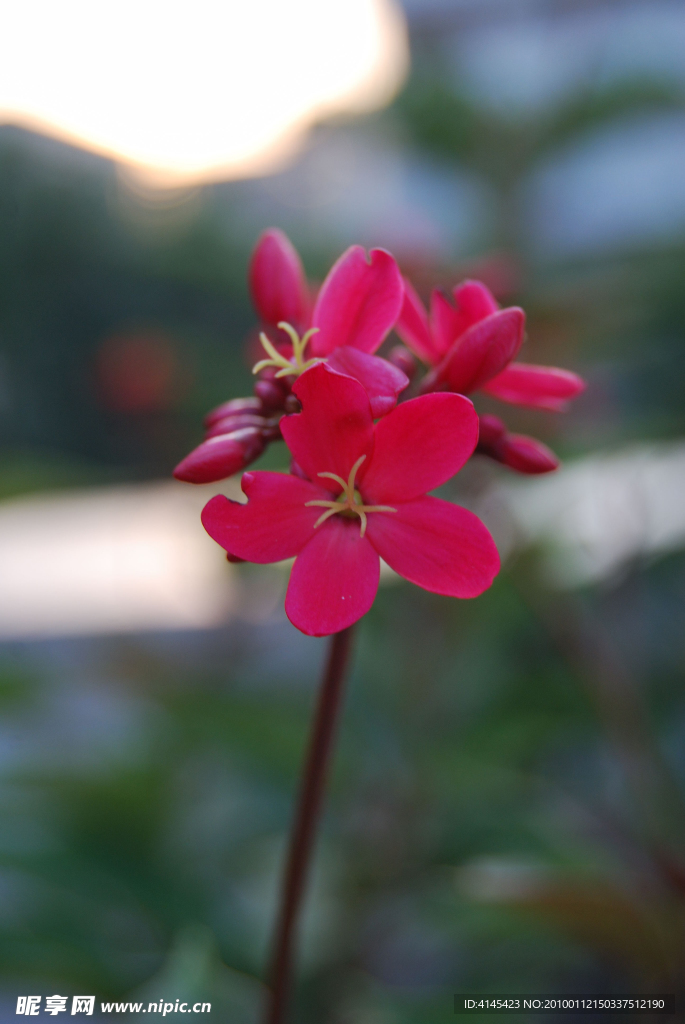 紅色的花