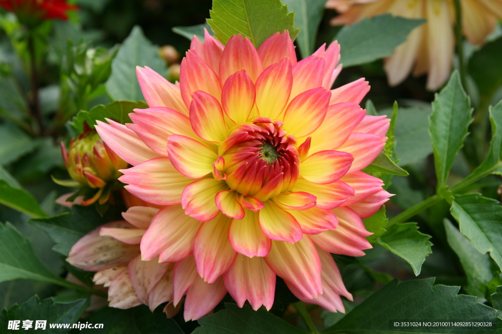 菊花 綠葉 紅花 特寫