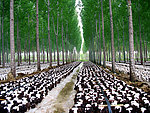 杨树林下木耳养殖