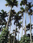 高耸的椰子树