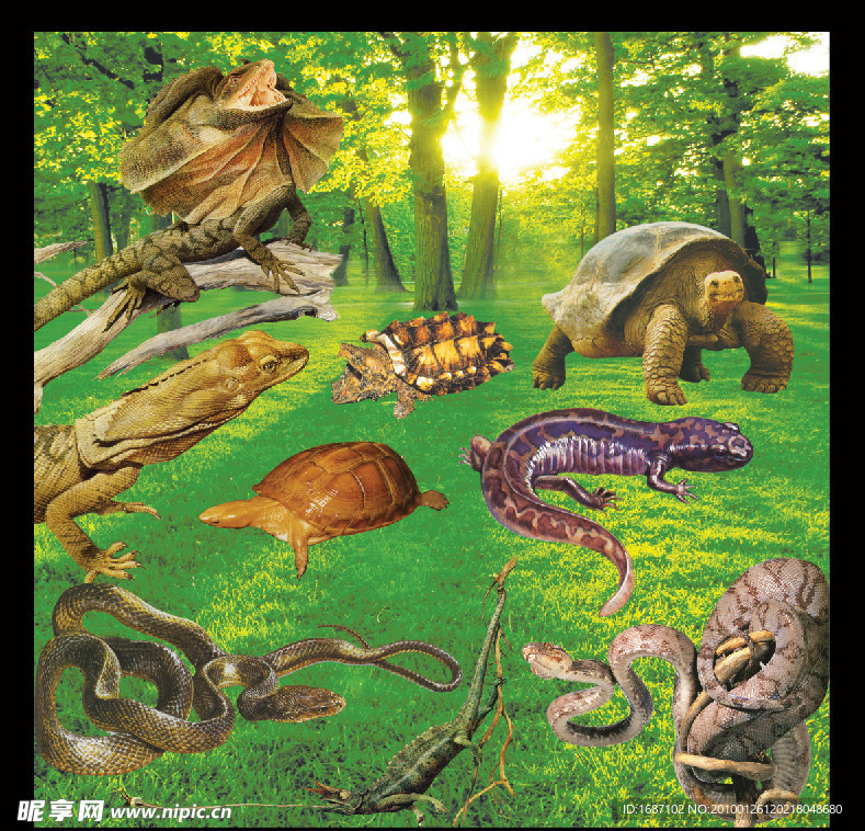 各种动物 蛇 乌龟 恐龙