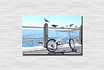 白鸽与自行车
