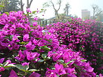 杜鹃花 紫红花