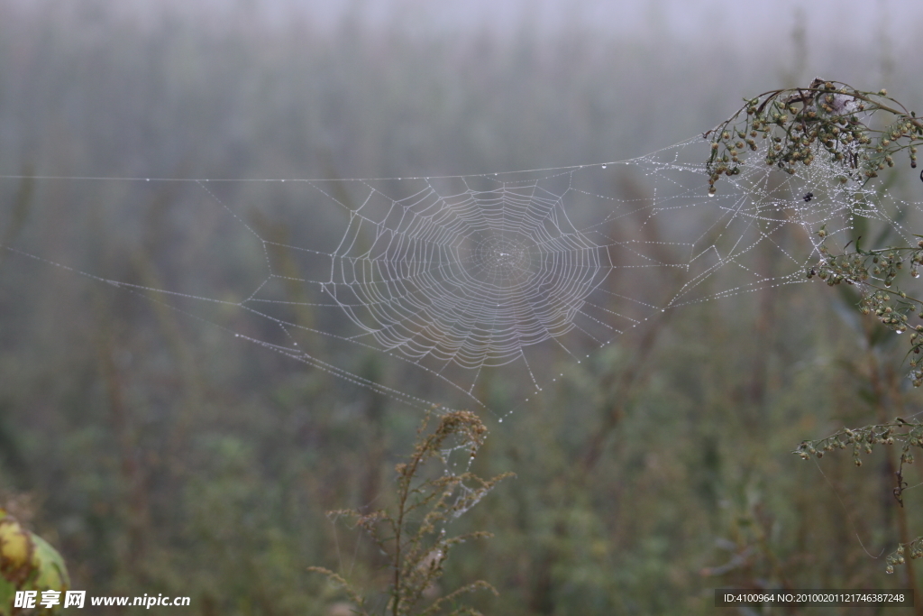 雾中蜘蛛网