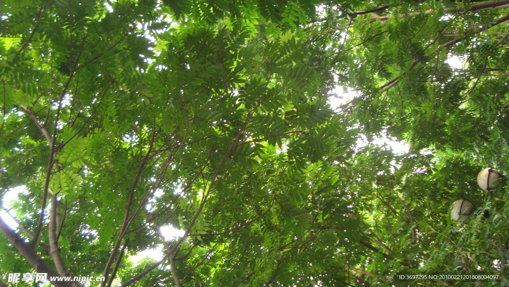 茂密樹葉