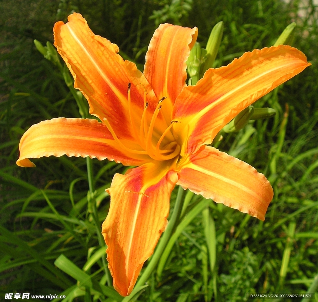 黃花 草地 特寫