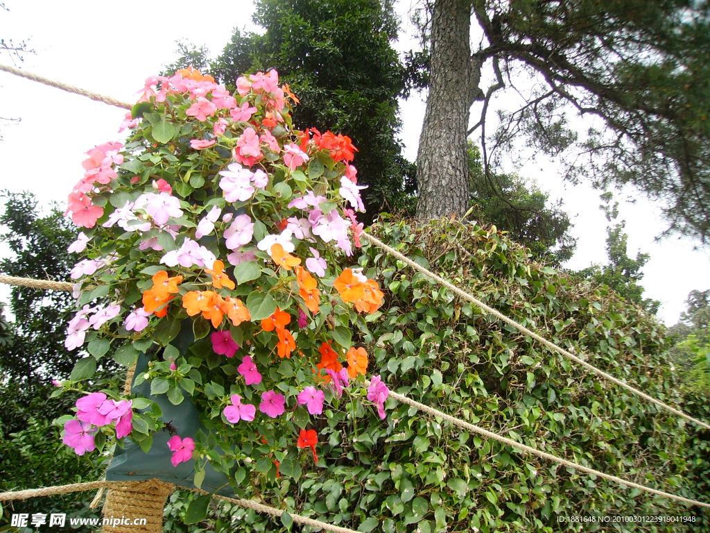 花柱