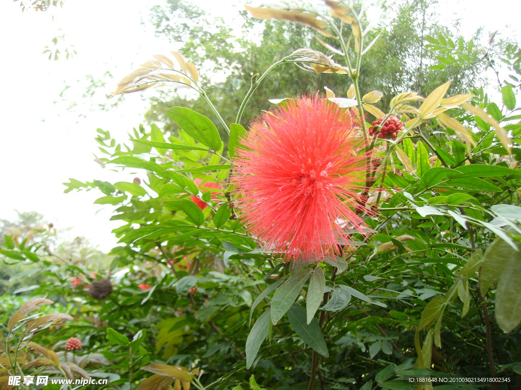 鮮花 春天 花枝 枝梢