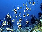 海底美景 海洋 海洋生物