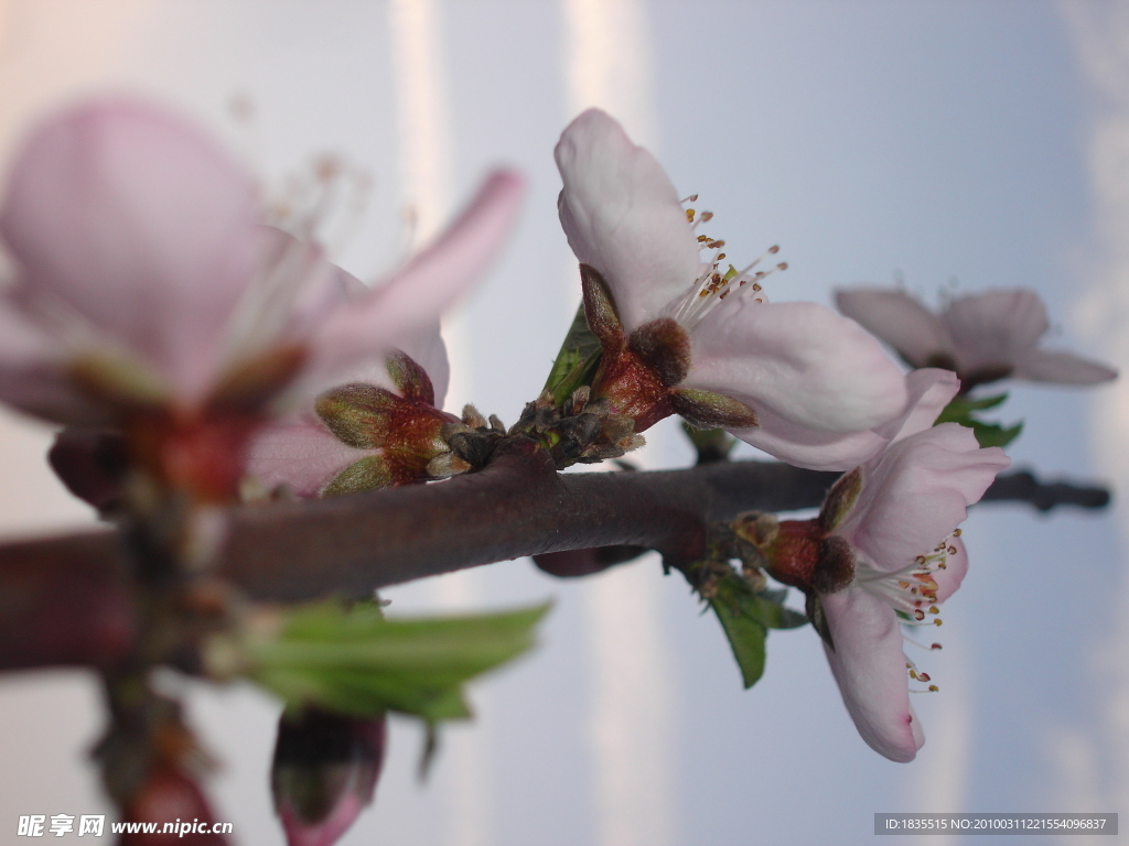 桃花